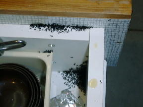 台所の引き出しに集まった蟻