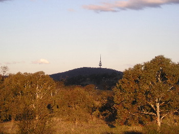 夕日に映える木々とテルストラ・タワー