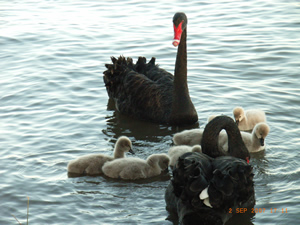 バーリー・グリフィン湖でみかけた黒鳥と雛